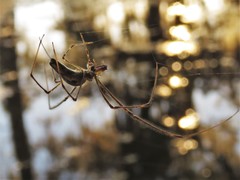 Tetragnatha elongata