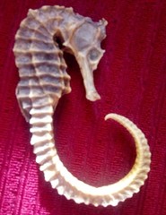 Hippocampus ingens