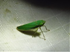 Draeculacephala inscripta