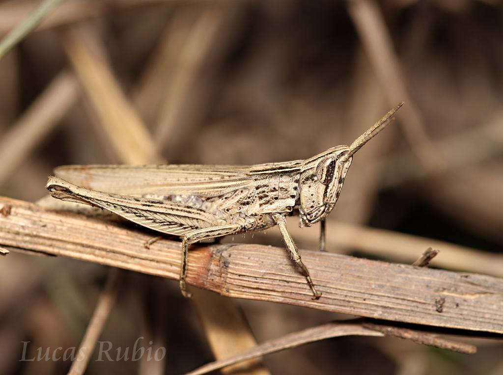 Laplatacris