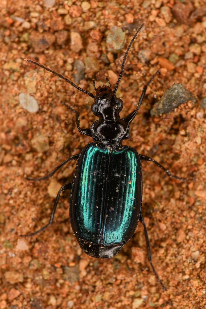 Lebia cyanipennis