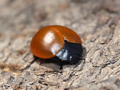 Aegithus clavicornis