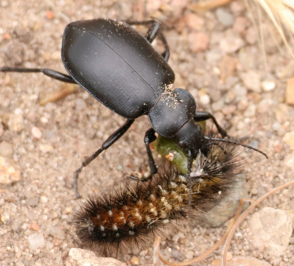Apantesis ursina