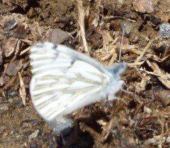 Pontia sisymbrii