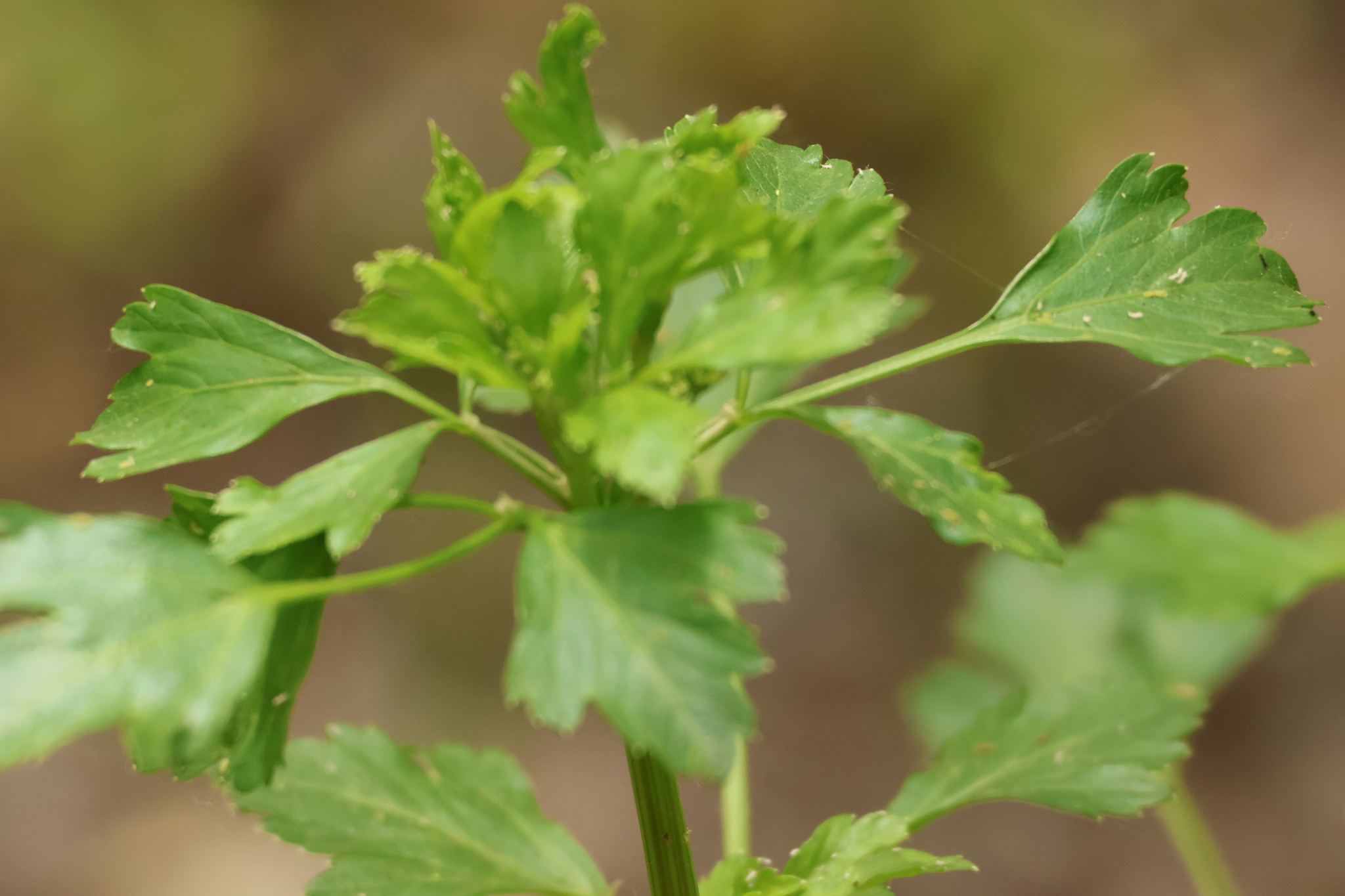 Apium graveolens L. Apium graveolens L.