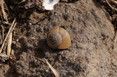 Xerarionta intercisa