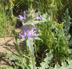 Salvia carduacea
