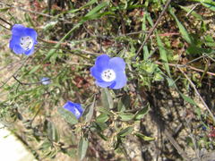 Nemophila menziesii