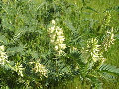 Astragalus pomonensis