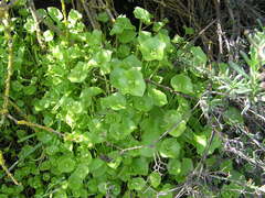 Claytonia perfoliata