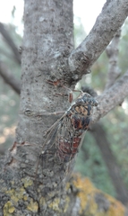 Cicada barbara