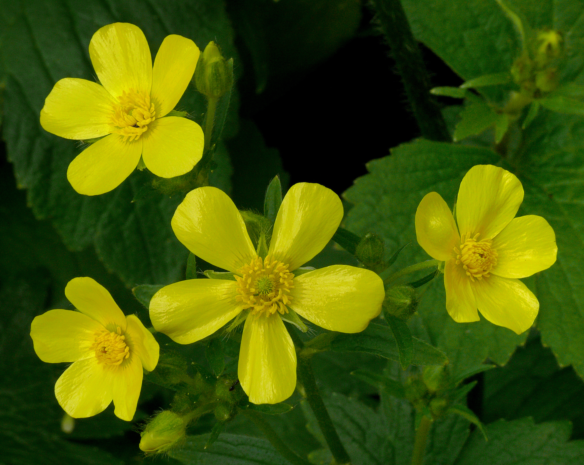 Ranunculus cortusifolius