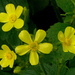 Canary Buttercup - Photo (c) James Gaither, some rights reserved (CC BY-NC-ND)