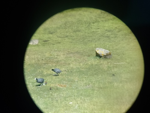 Slate-colored Coot