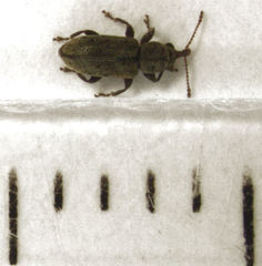 Rhinorhynchus rufulus