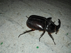 Oryctes nasicornis grypus