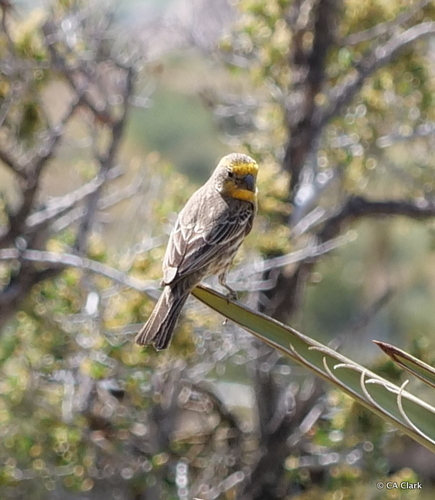 iNaturalist observation photo of House Finch