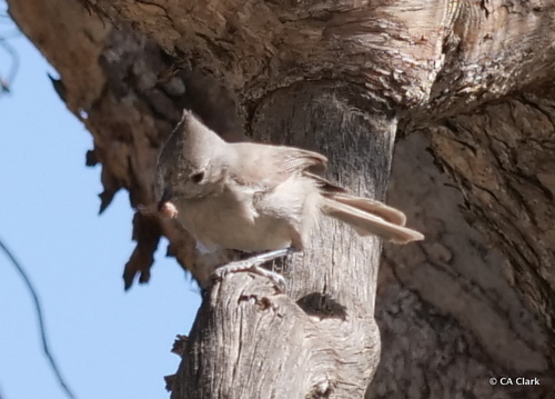 iNaturalist observation photo of Oak Titmouse