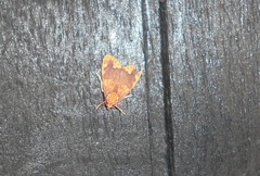 Scaptius sanguistrigata