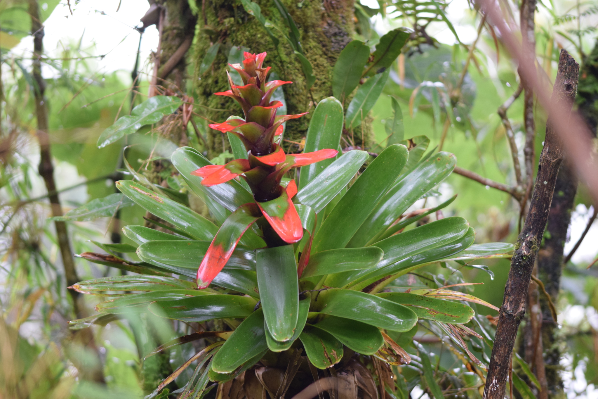 Guzmania gloriosa image