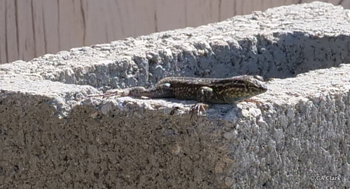 iNaturalist observation photo of Western Side-blotched Lizard