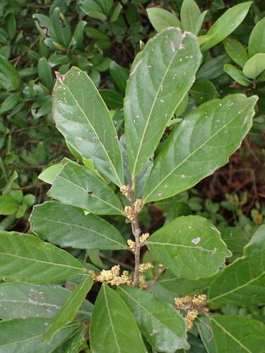 Aporosa octandra (Aporosa octandra)