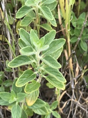 Monardella villosa ssp. villosa