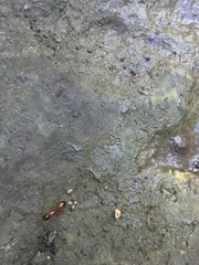 Camponotus sansabeanus