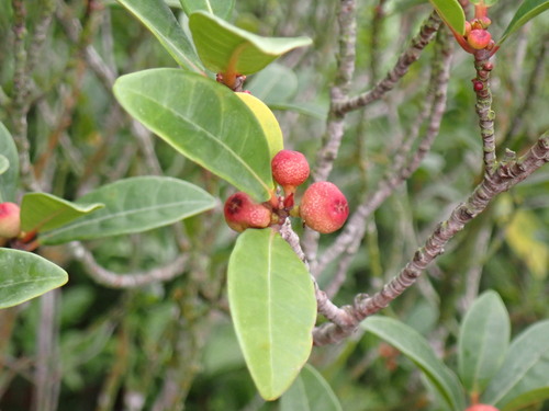 Image of Ficus variolosa by (c) W Rao, some rights reserved (CC BY)