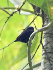 Lepidothrix velutina