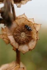 Oxycarenus luctuosus