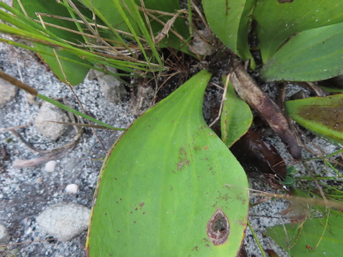 Image of Mairia coriacea by (c) linkie, some rights reserved (CC BY)