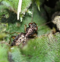 Asaphidion curtum