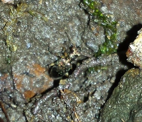 Ground beetle