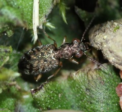 Asaphidion curtum