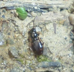 Bembidion