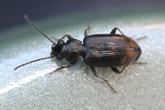 Bembidion rapidum