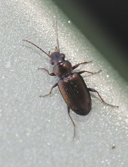 Bembidion rapidum