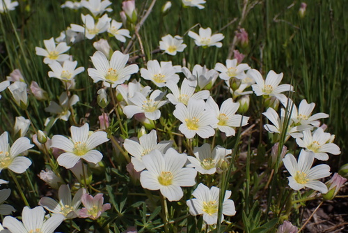 Limnanthes alba ssp. parishii