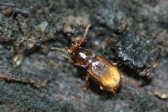 Mioptachys flavicauda