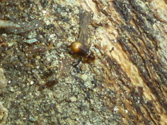 Mioptachys flavicauda