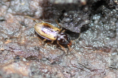 Tachys proximus