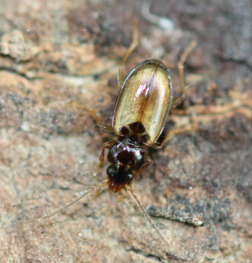 Tachys proximus