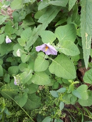 Lycianthes