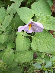 Lycianthes