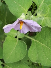 Lycianthes