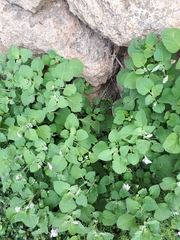 Lycianthes
