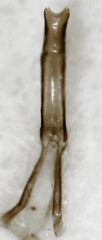 Rhinorhynchus rufulus