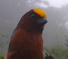 Catamblyrhynchus diadema