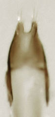 Rhinorhynchus rufulus